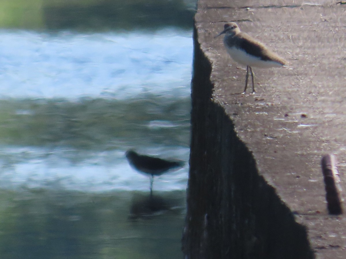 skogsnipe - ML645596739