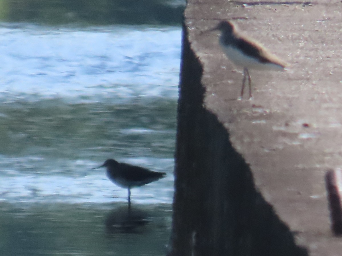 skogsnipe - ML645596740