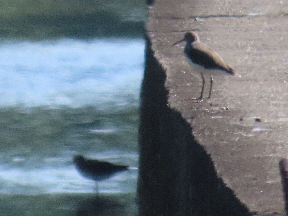 skogsnipe - ML645596741