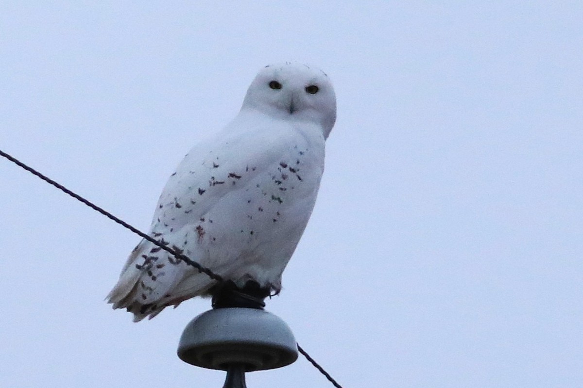 snøugle - ML645596743