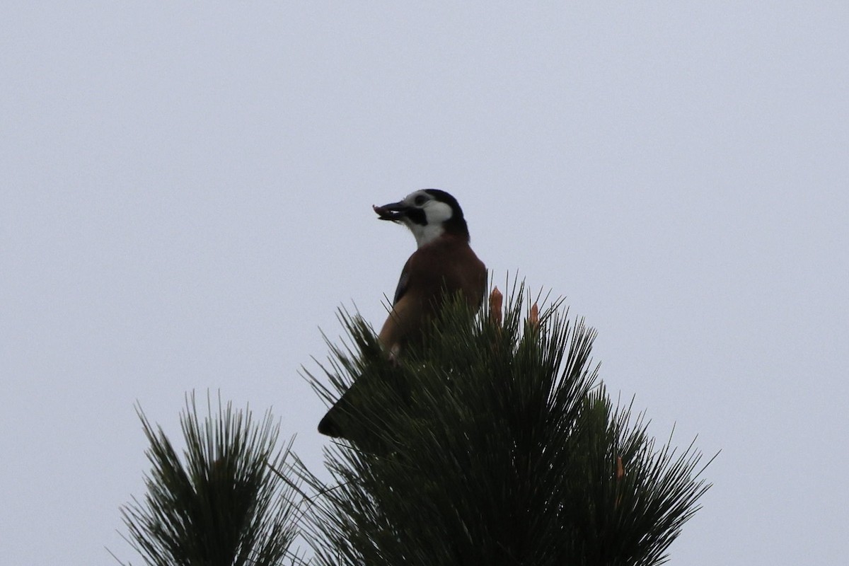 nøtteskrike - ML645596744