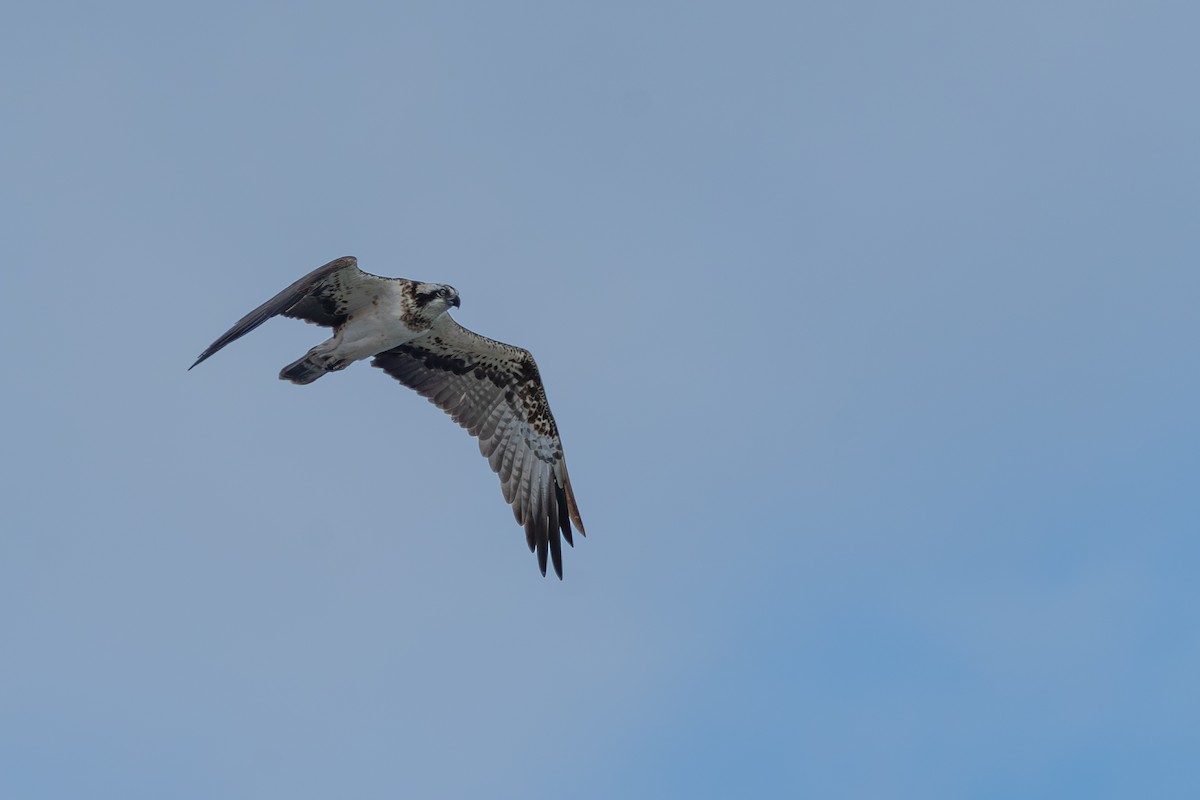 fiskeørn - ML645596745