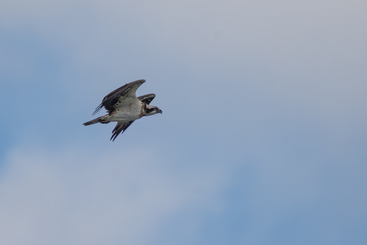 fiskeørn - ML645596746