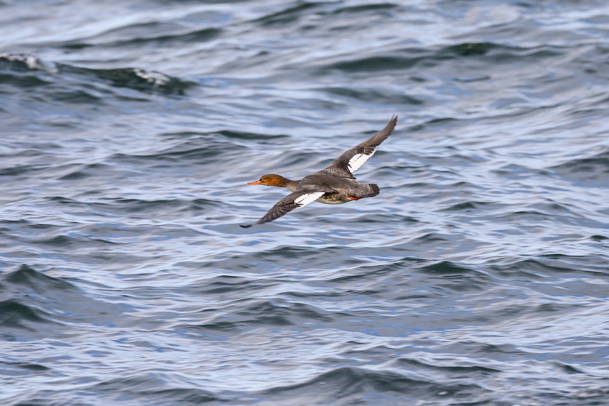 siland - ML645596754