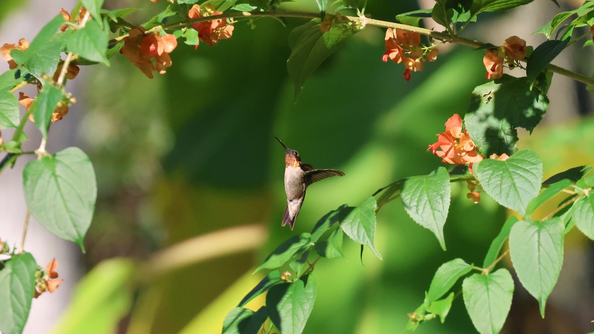 Ruby-throated Hummingbird - ML645596764
