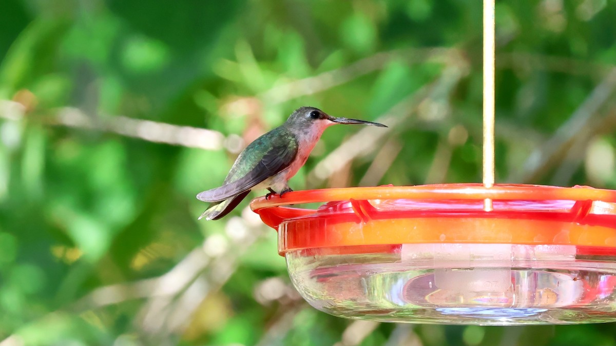 Black-chinned Hummingbird - ML645596769