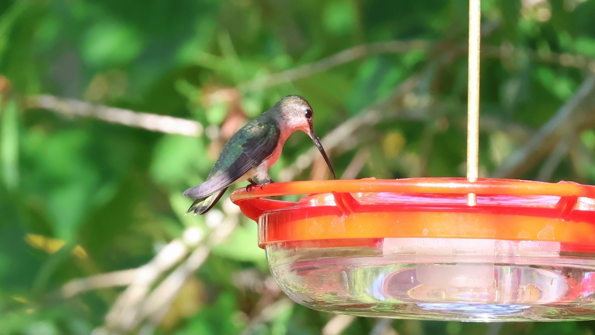 Black-chinned Hummingbird - ML645596773