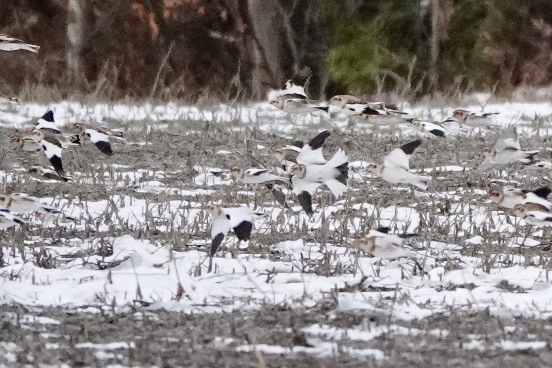 Snow Bunting - ML645596774
