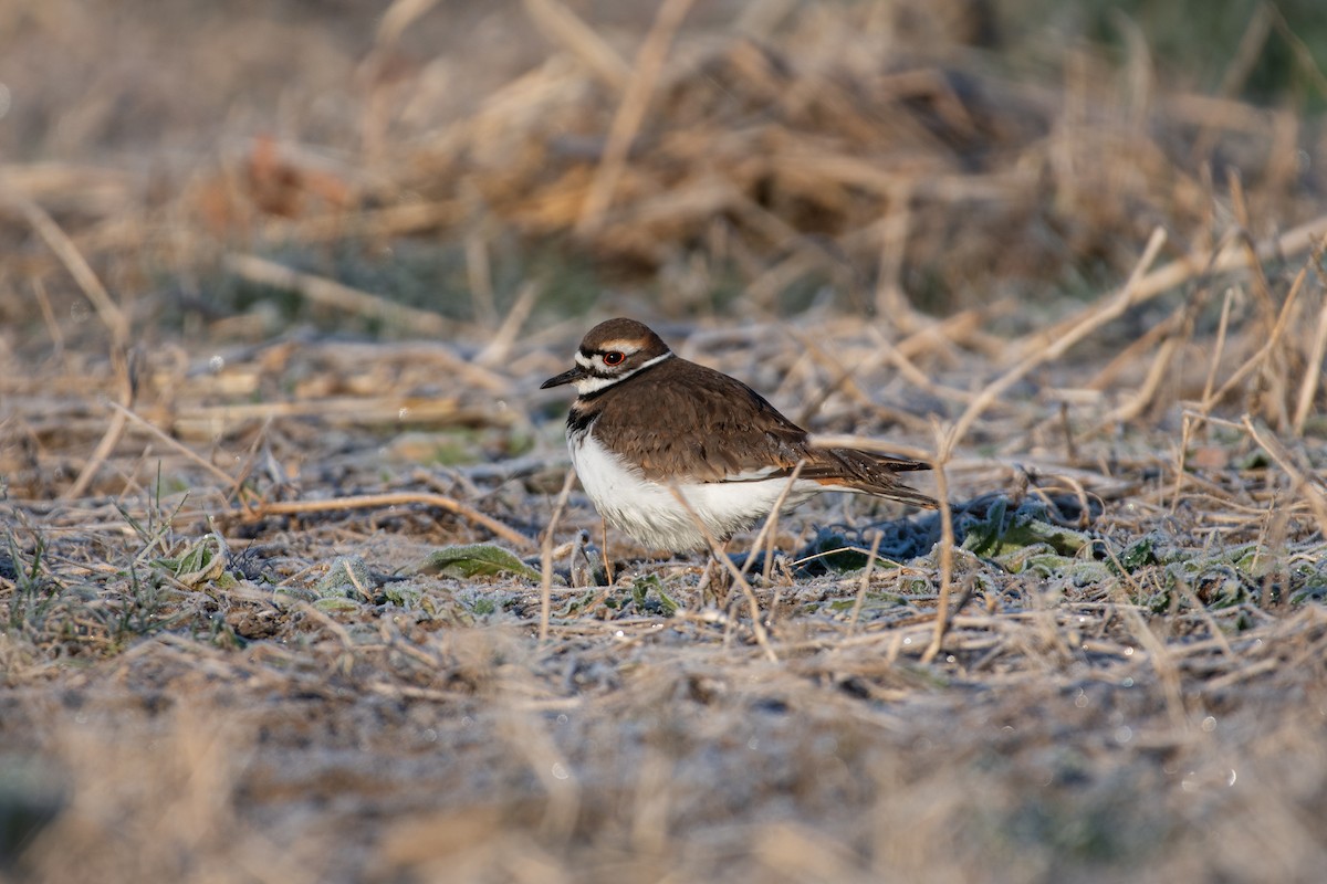Killdeer - ML645596775