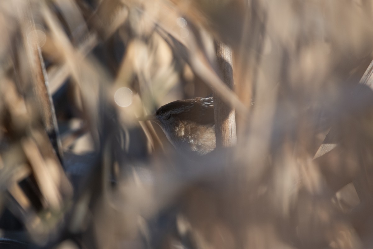 Marsh Wren - ML645596777