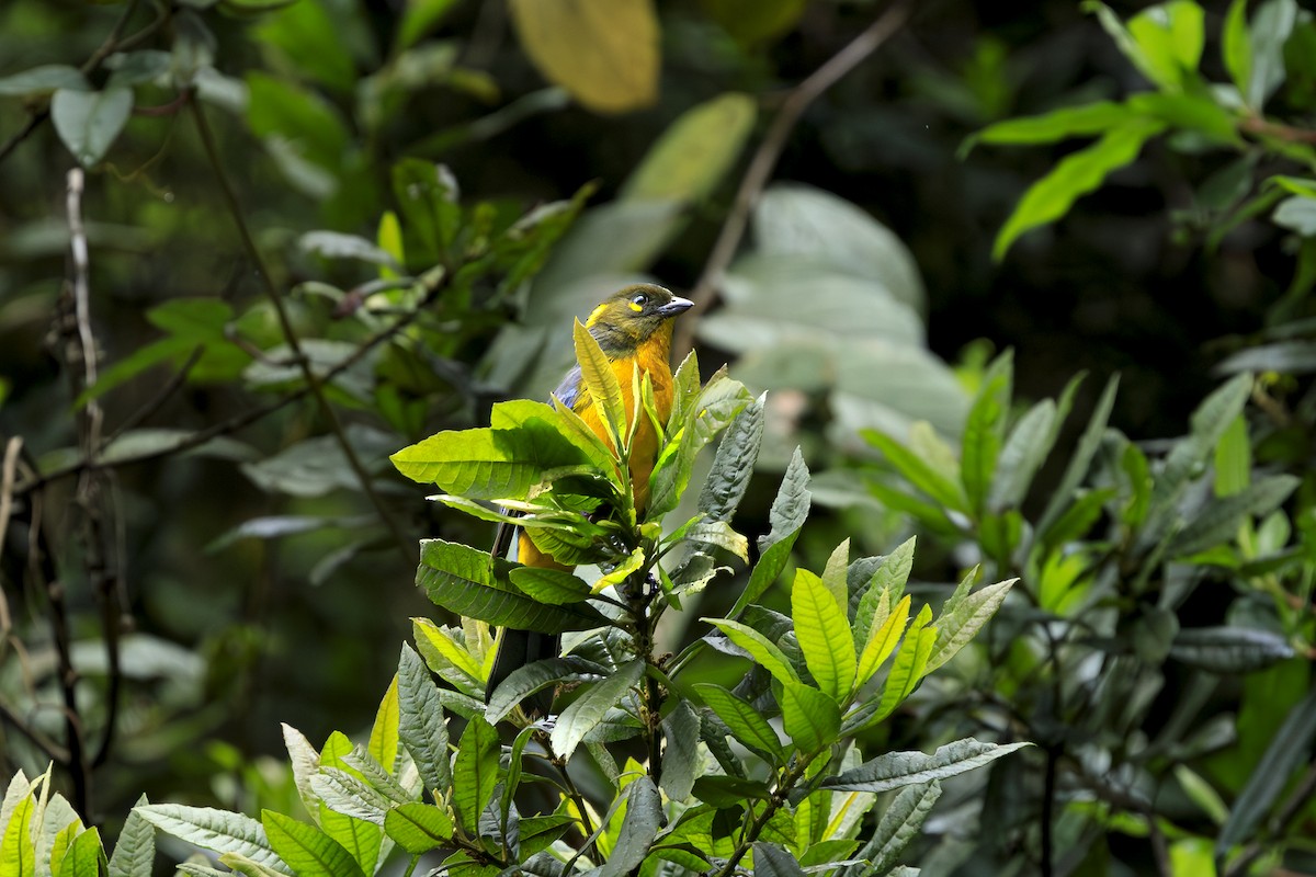 キボシヤマフウキンチョウ - ML645596786