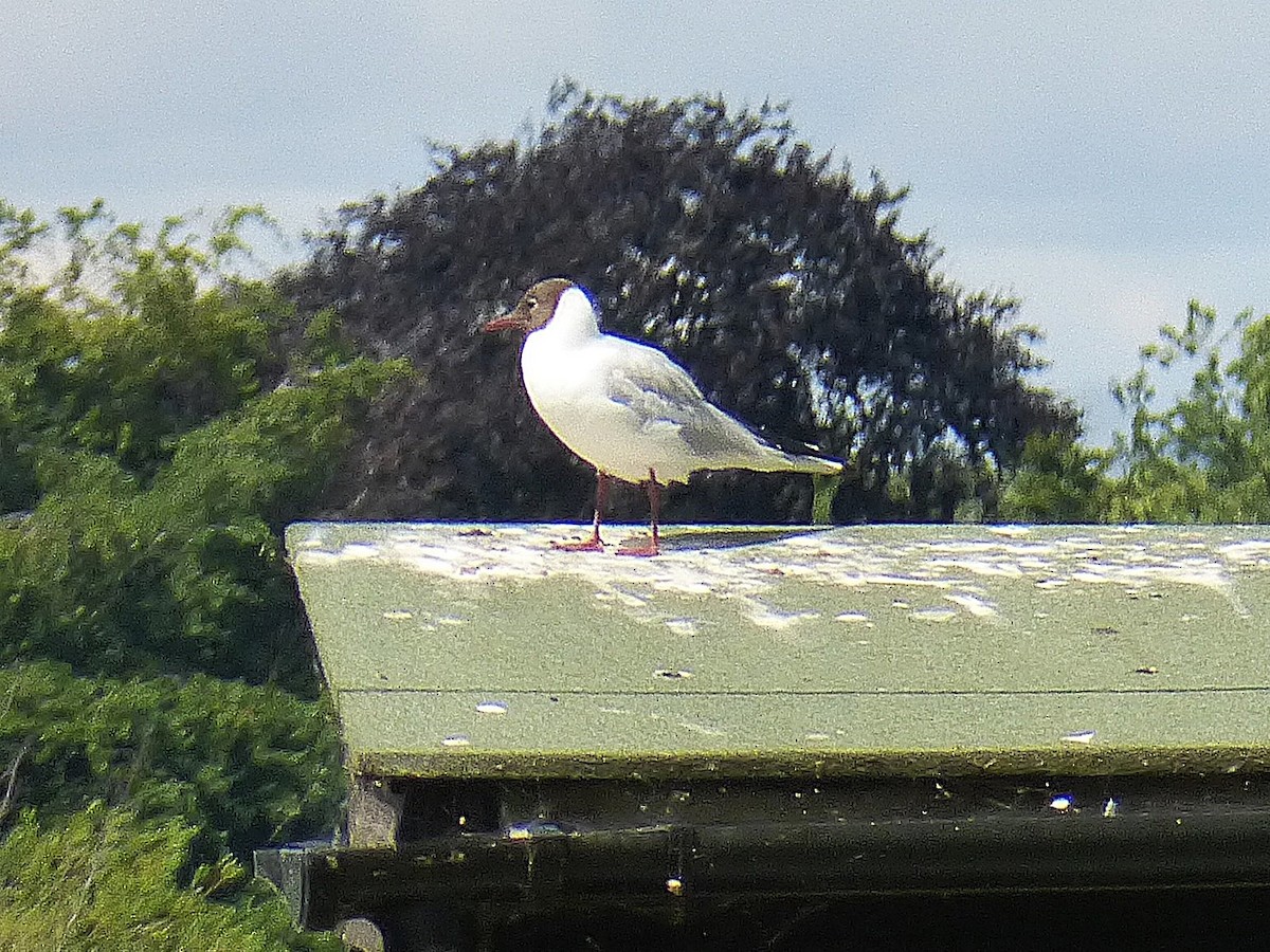 Black-headed Gull - ML645596787