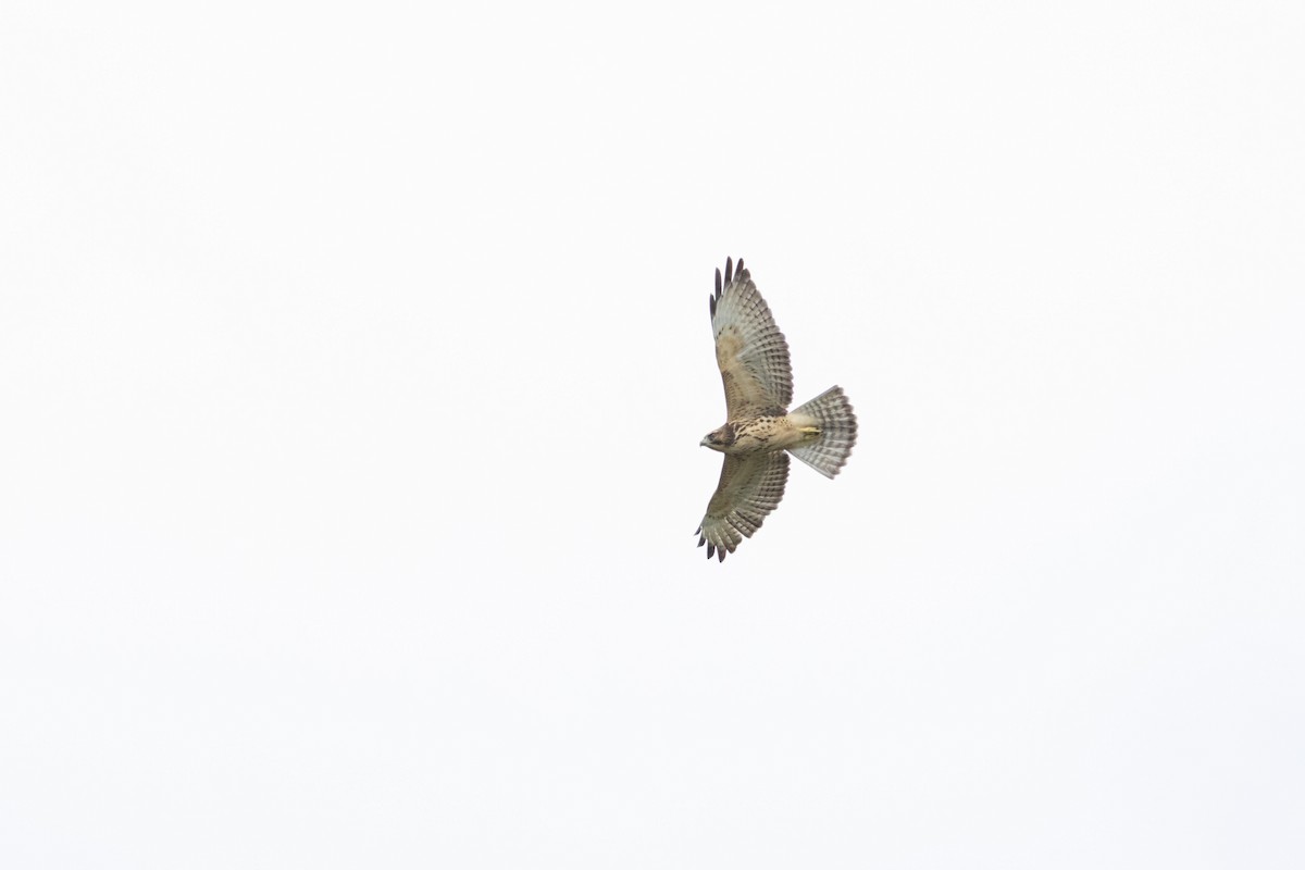 Broad-winged Hawk - ML645596790