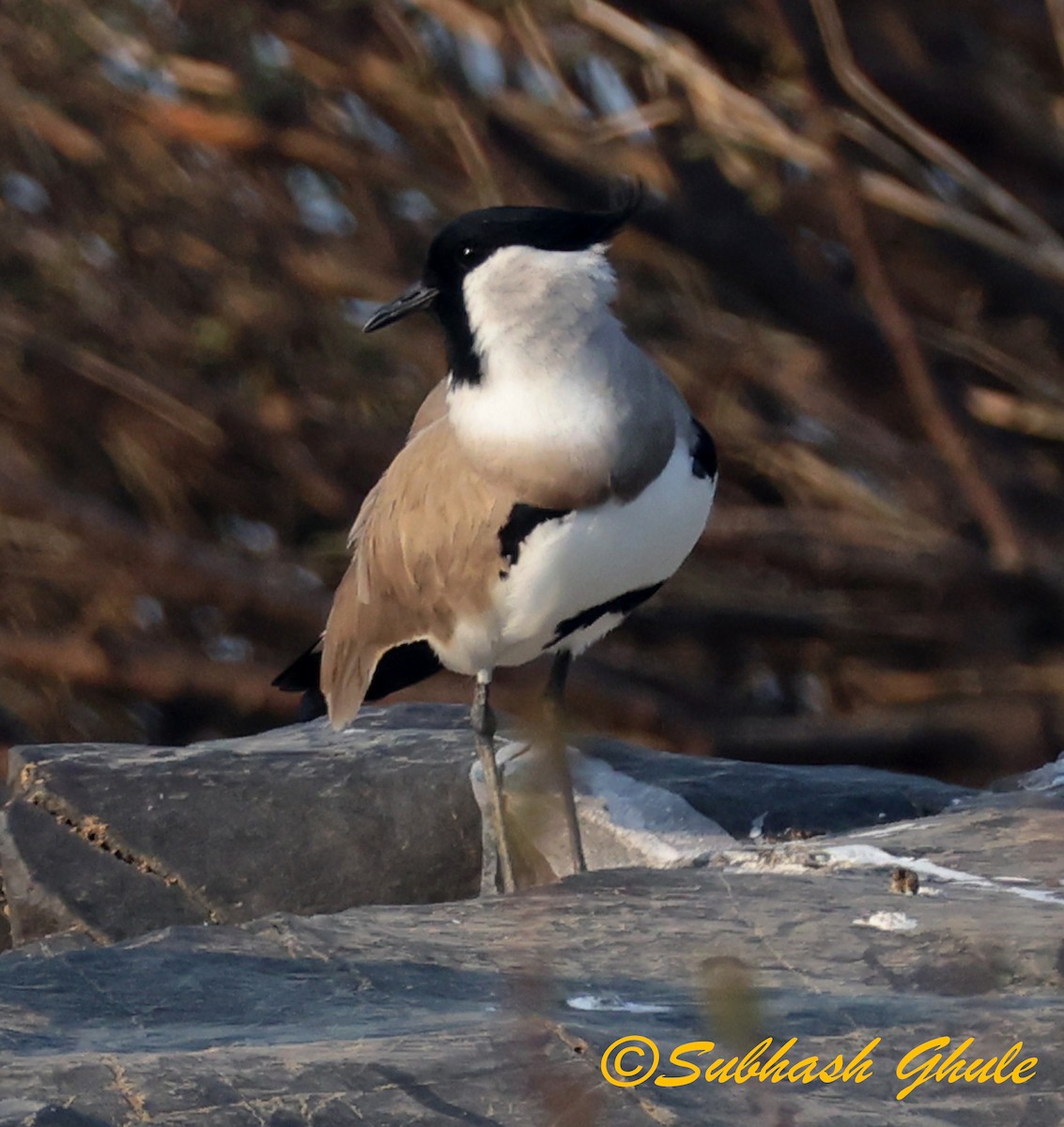 River Lapwing - ML645596793