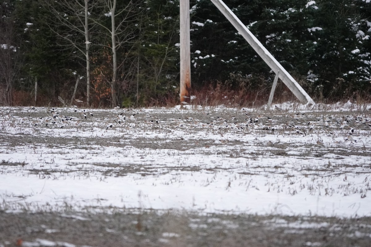 Snow Bunting - ML645596794