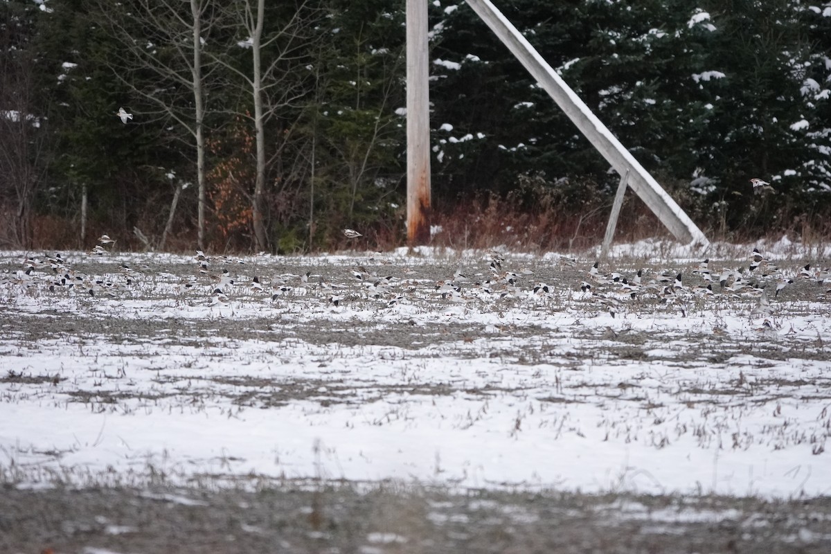 Snow Bunting - ML645596795