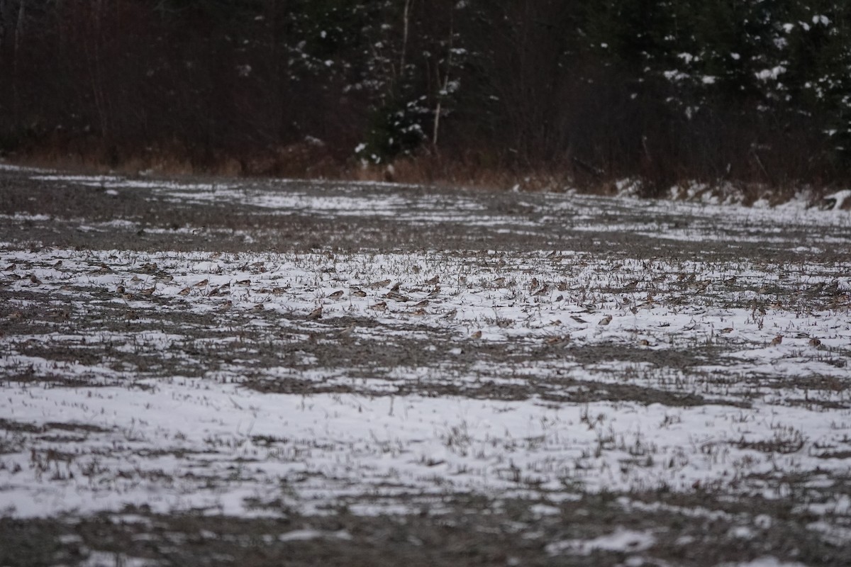 Snow Bunting - ML645596796
