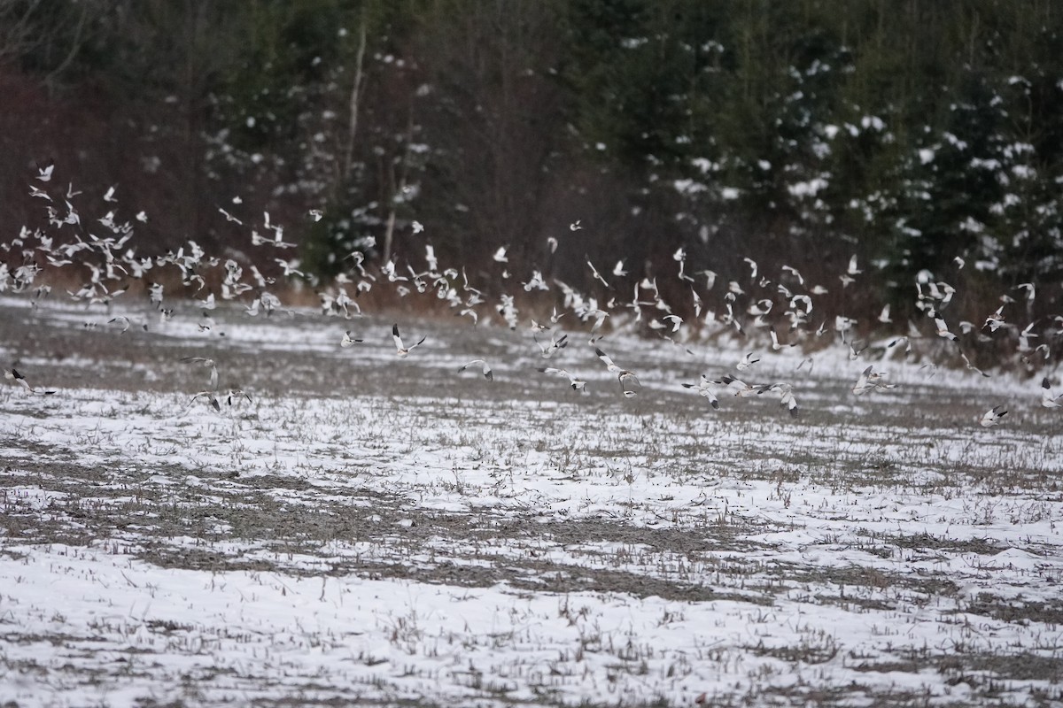 Snow Bunting - ML645596797