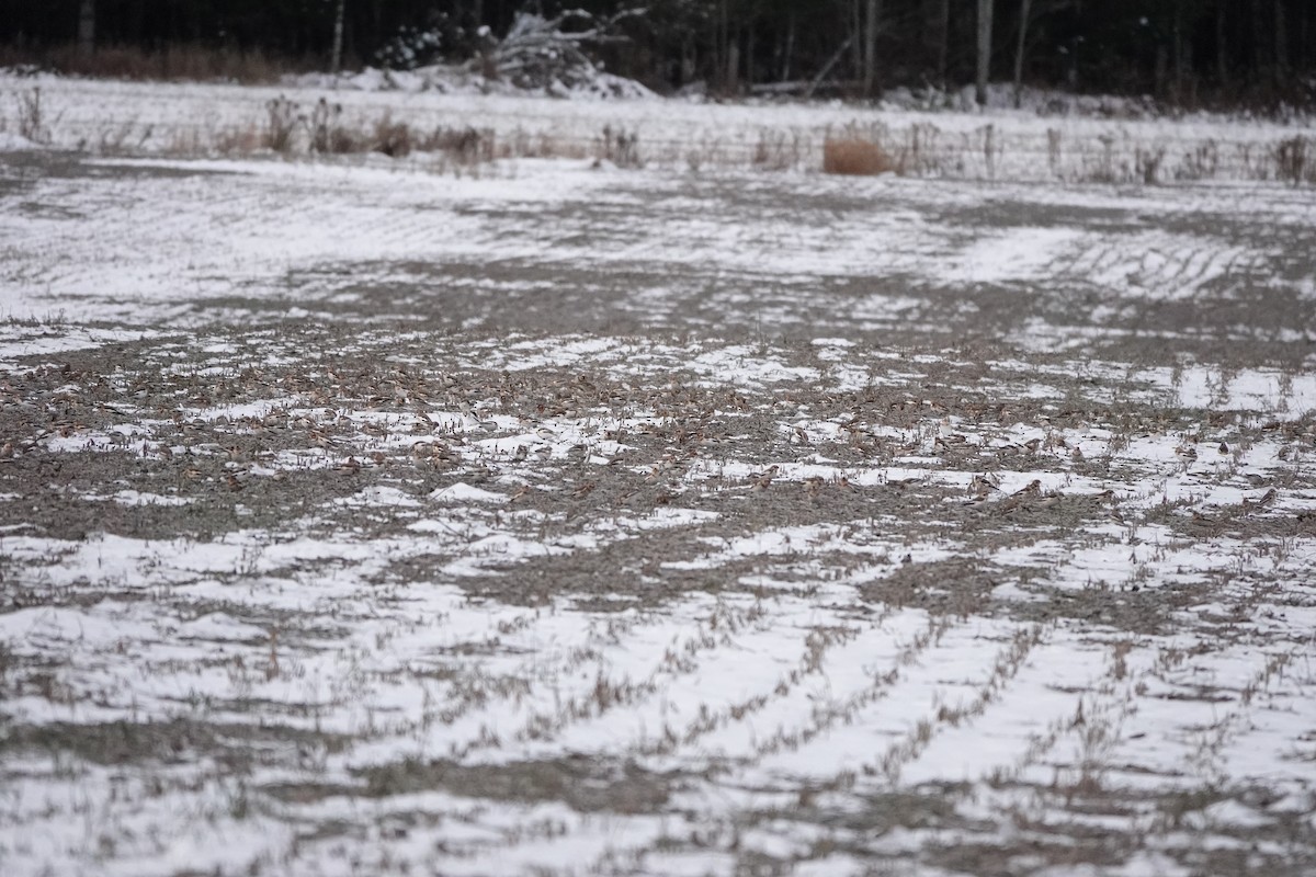 Snow Bunting - ML645596798