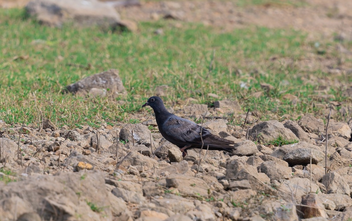 Rock Pigeon (Feral Pigeon) - ML645596800