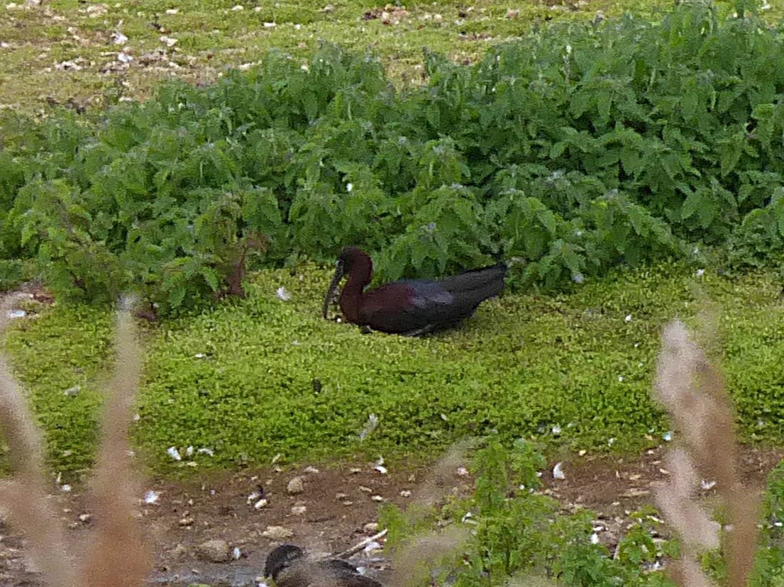 Glossy Ibis - ML645596804