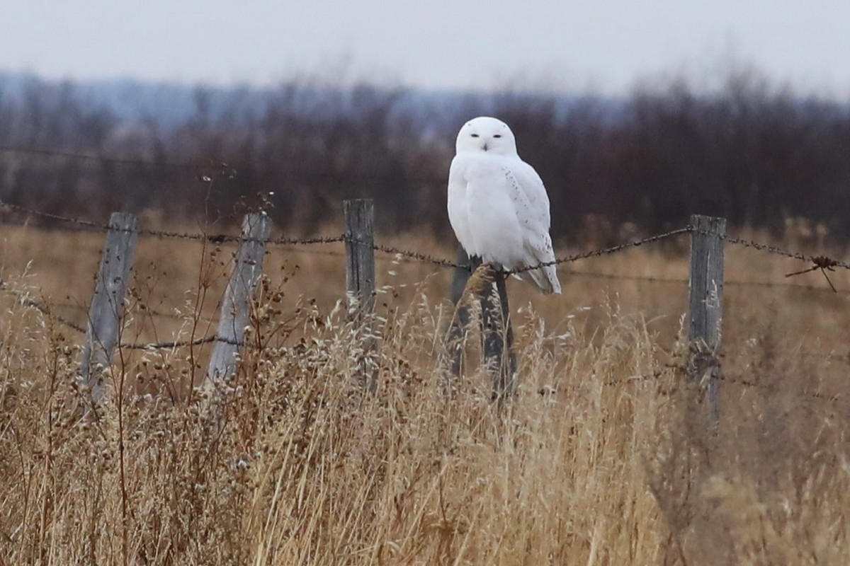 Snowy Owl - ML645596806