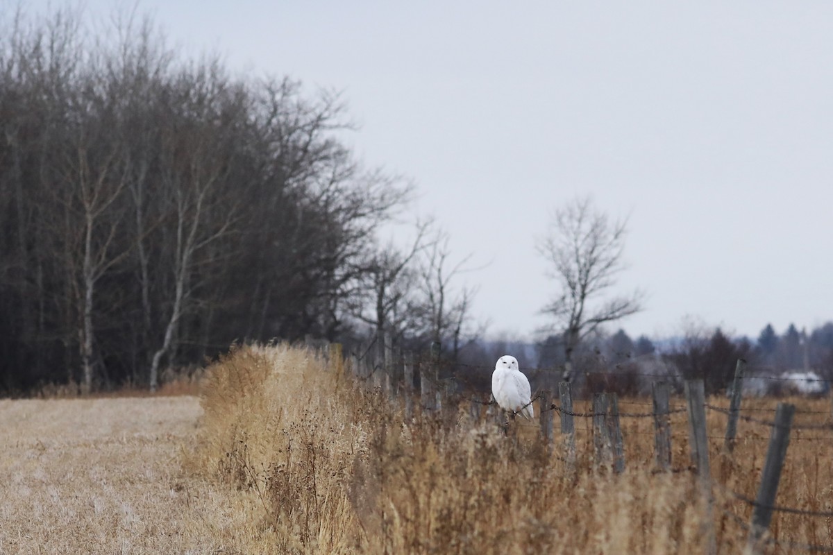 Snowy Owl - ML645596807