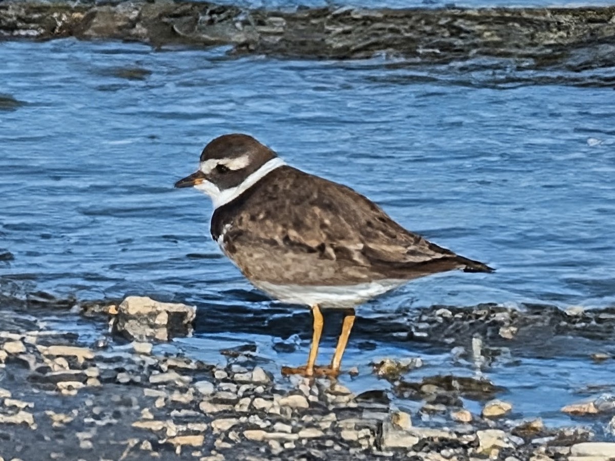 Semipalmated Plover - ML645596808