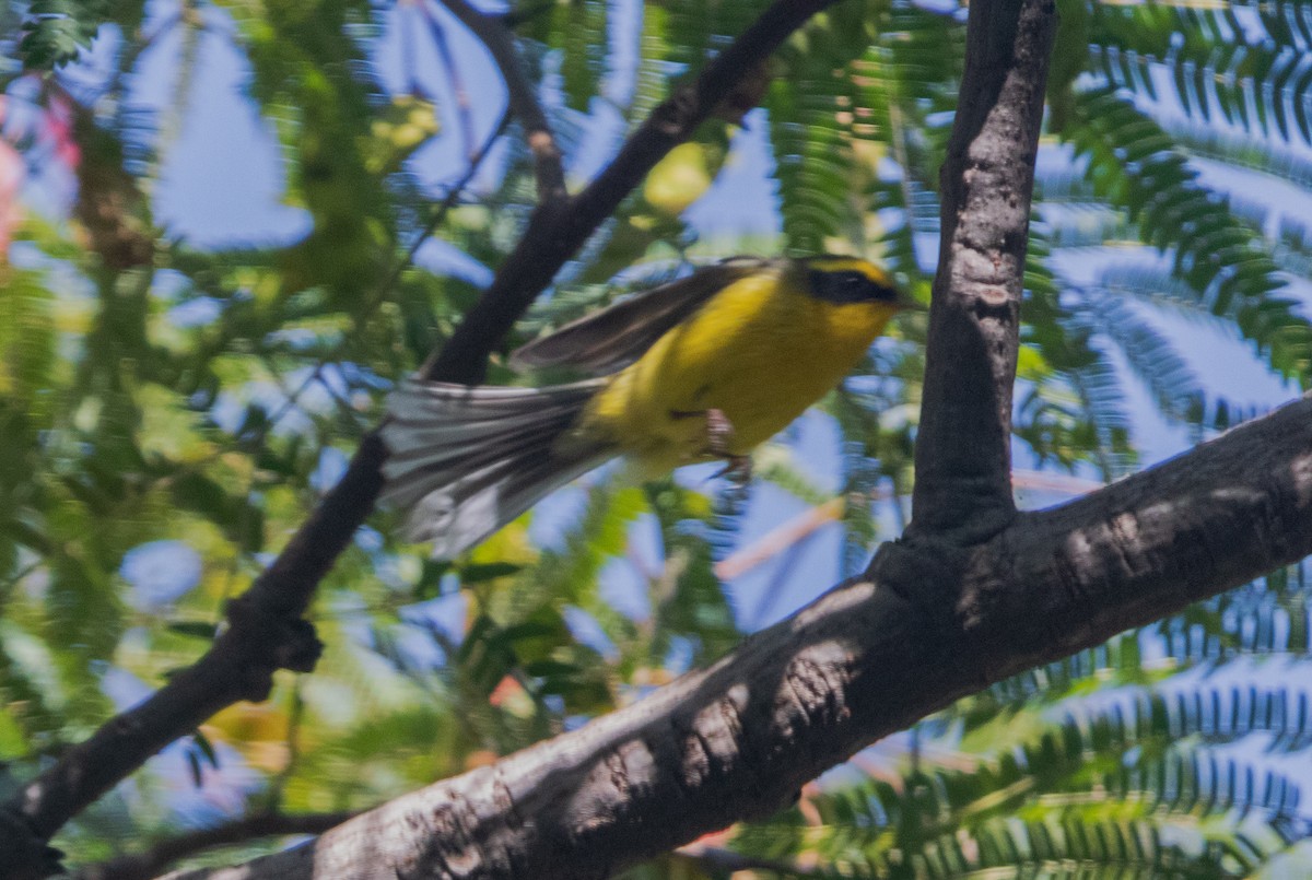 Yellow-bellied Fairy-Fantail - ML645596820