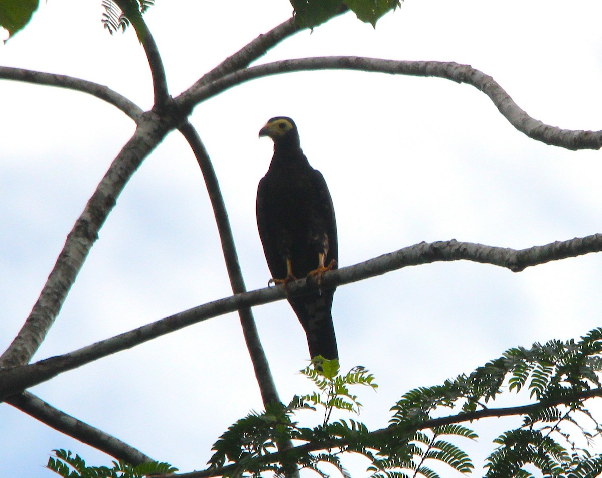 Siyah Karakara - ML645596833