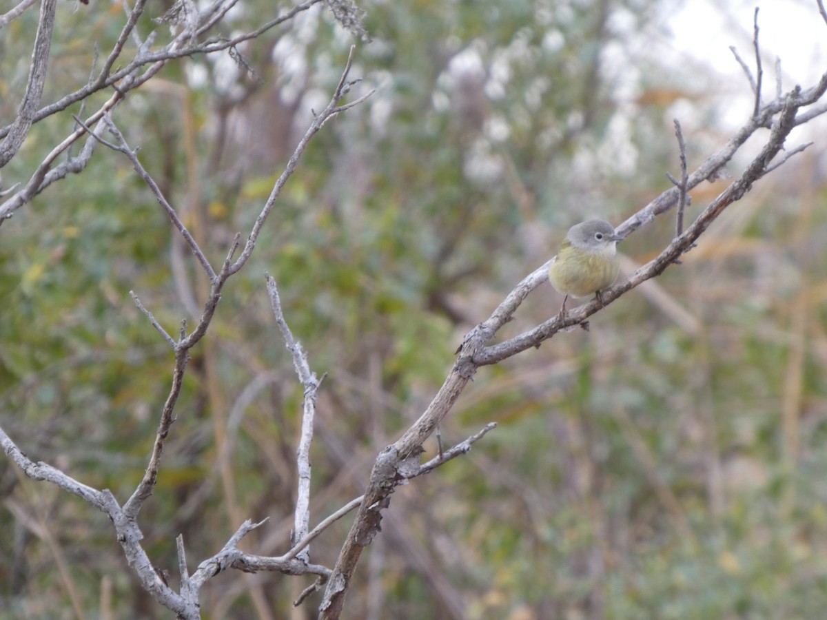 Orange-crowned Warbler - ML645596844