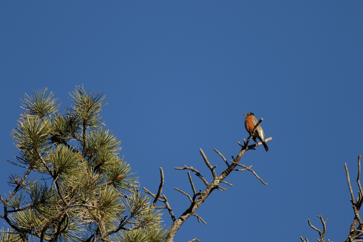 American Robin - ML645596846