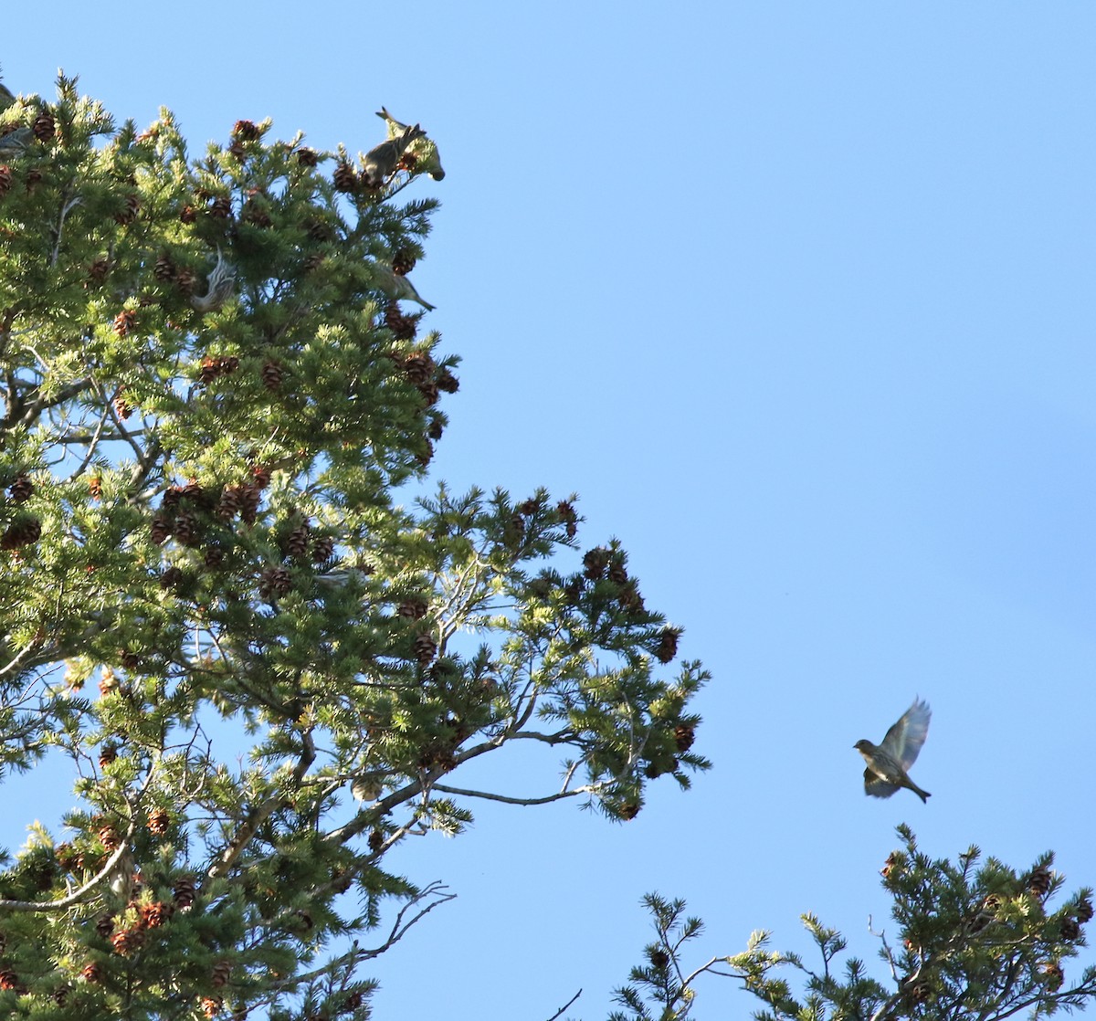 Pine Siskin - ML645596861