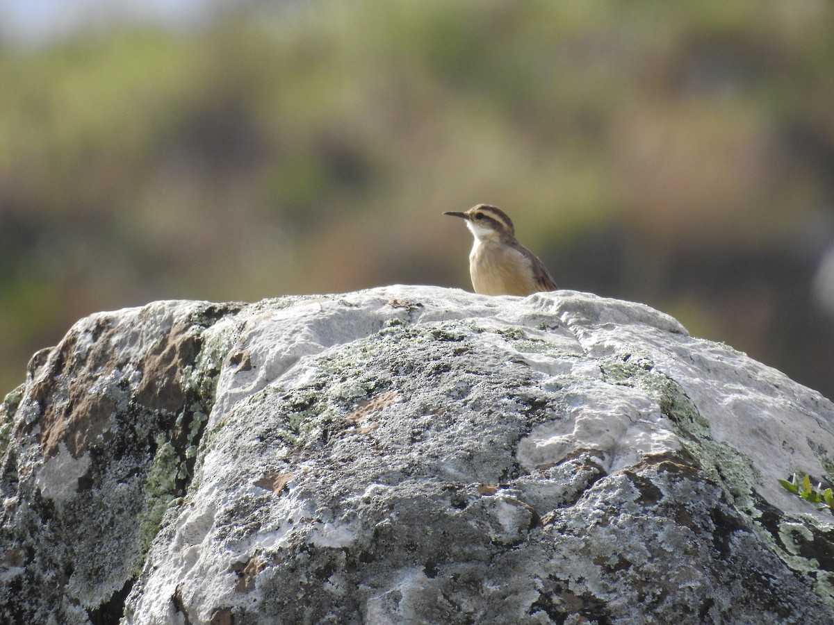 Long-tailed Cinclodes (Long-tailed) - ML645596871
