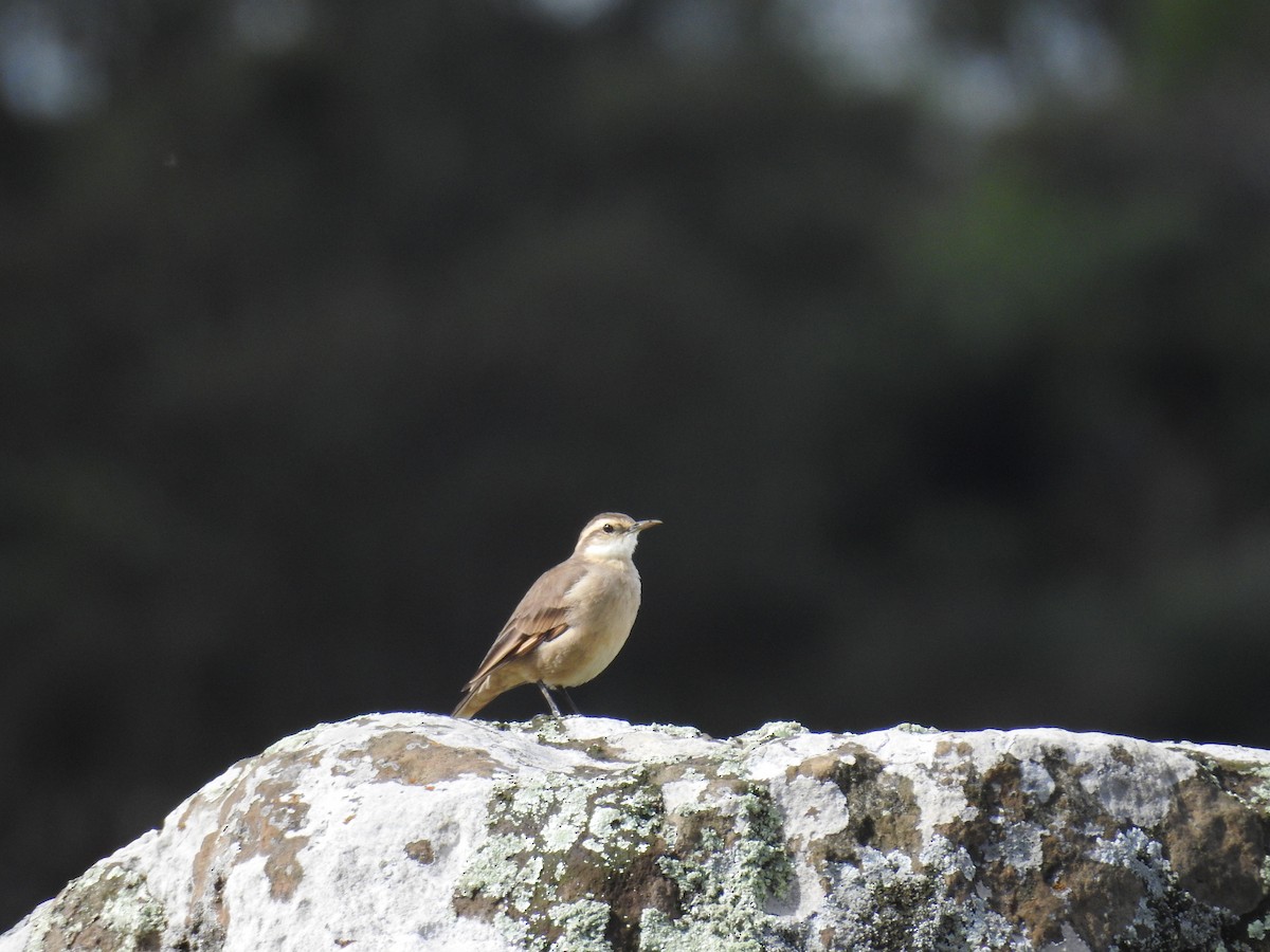 Long-tailed Cinclodes (Long-tailed) - ML645596873