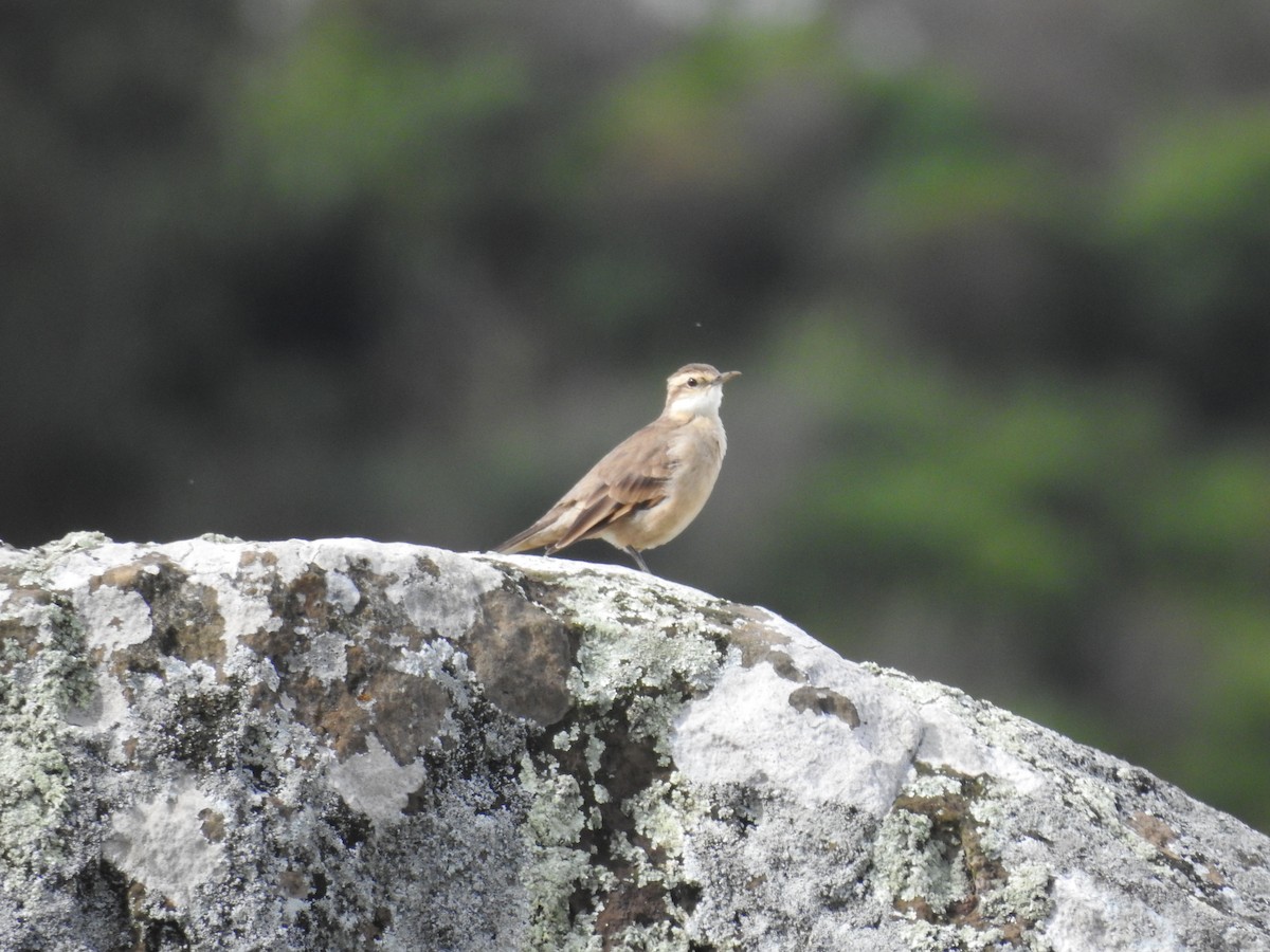 Long-tailed Cinclodes (Long-tailed) - ML645596876