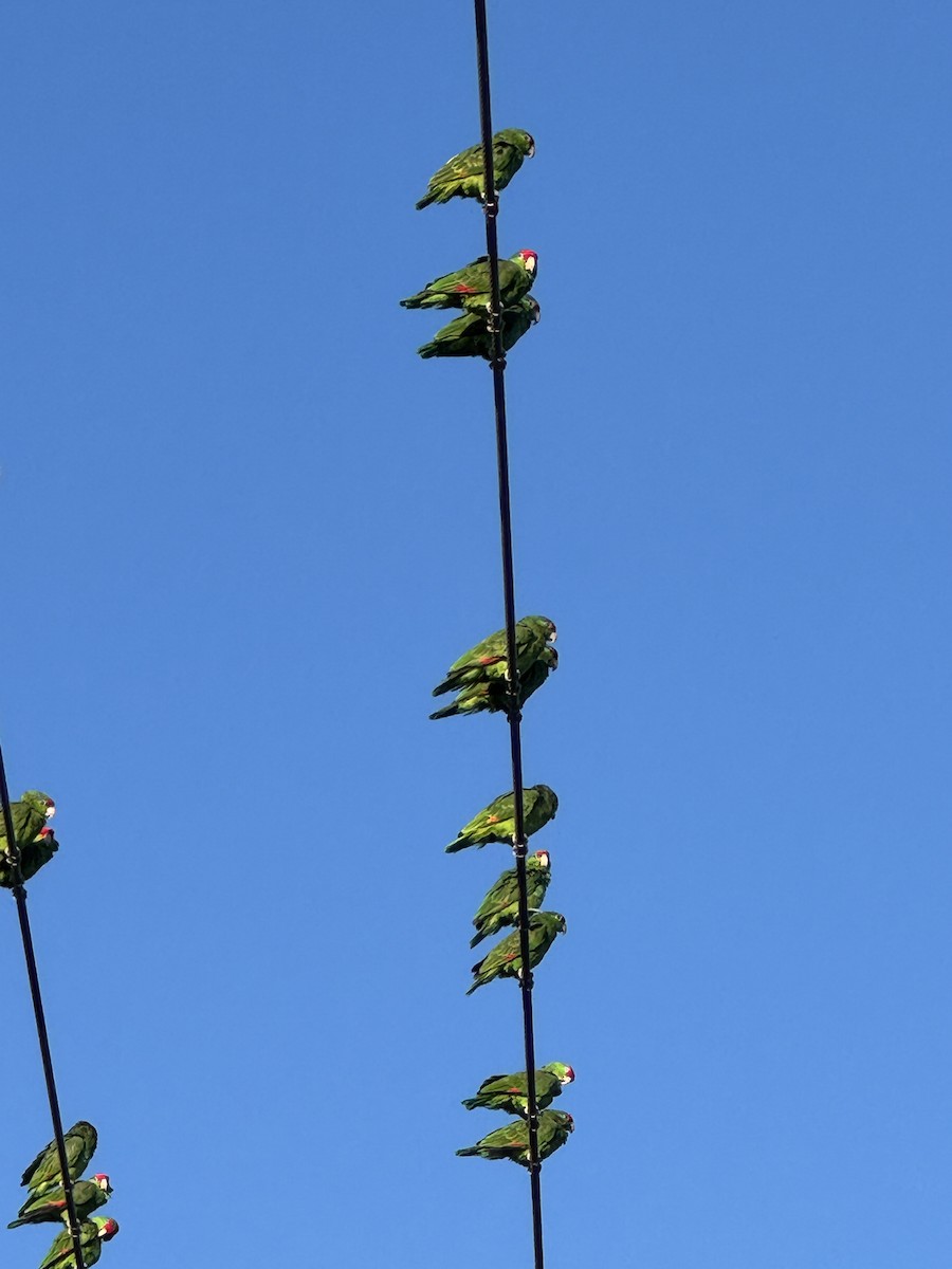 amazoňan zelenolící - ML645596879