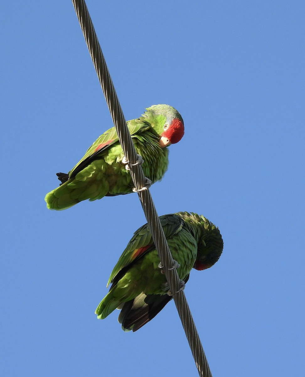 amazoňan zelenolící - ML645596883