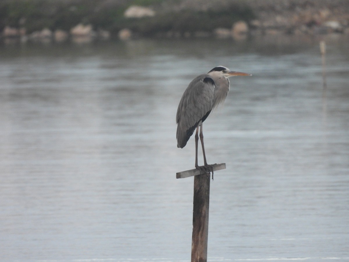 蒼鷺 - ML645596884