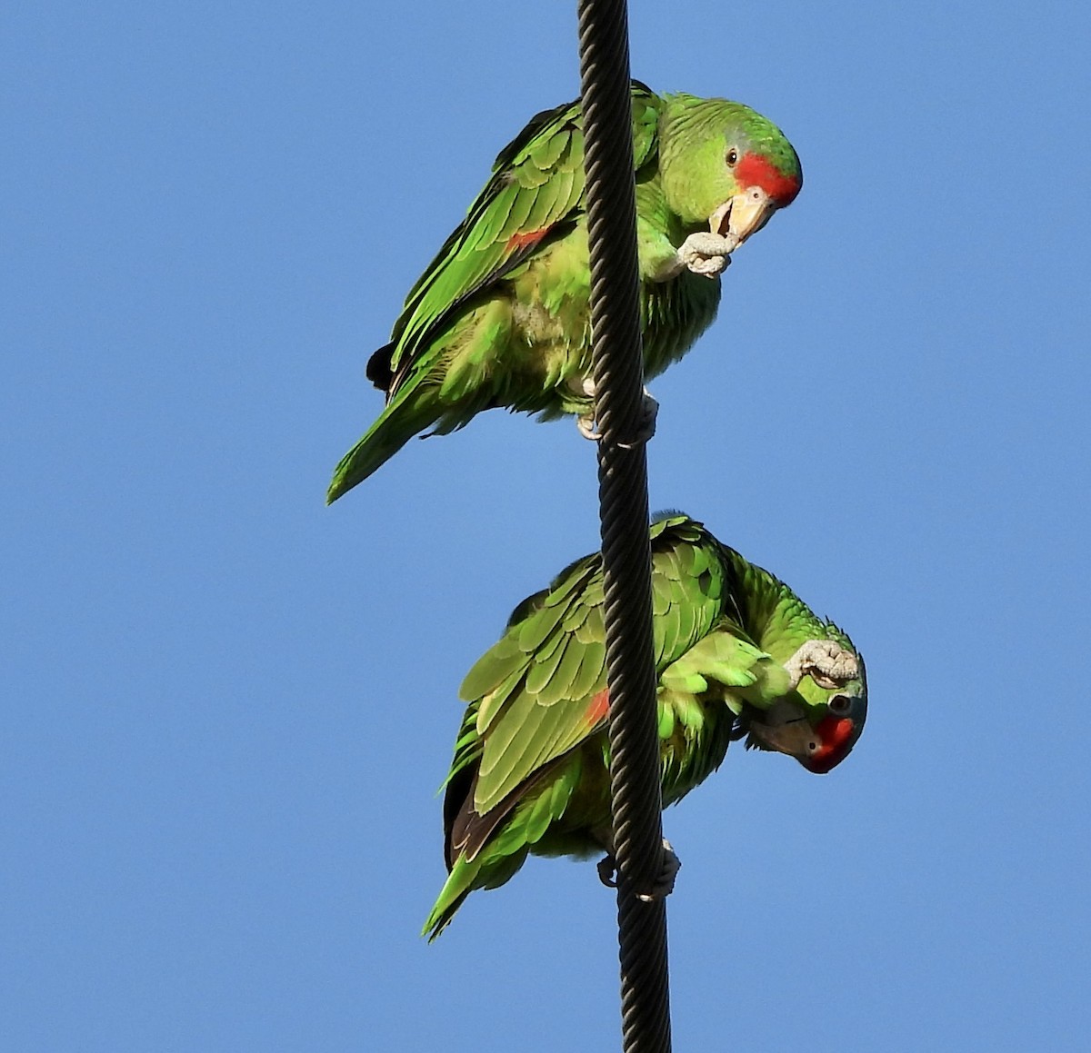 amazoňan zelenolící - ML645596886