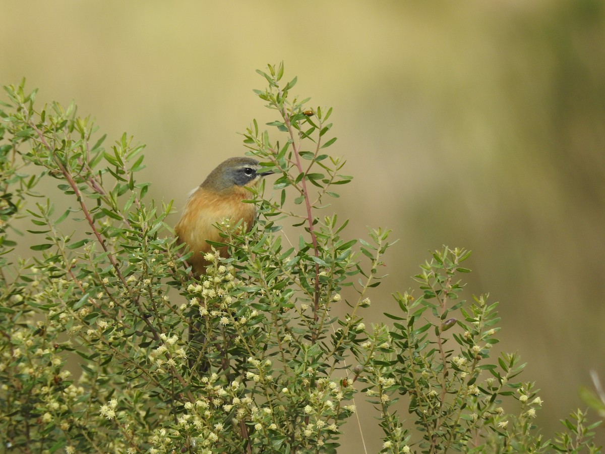 Long-tailed Reed Finch - ML645596887