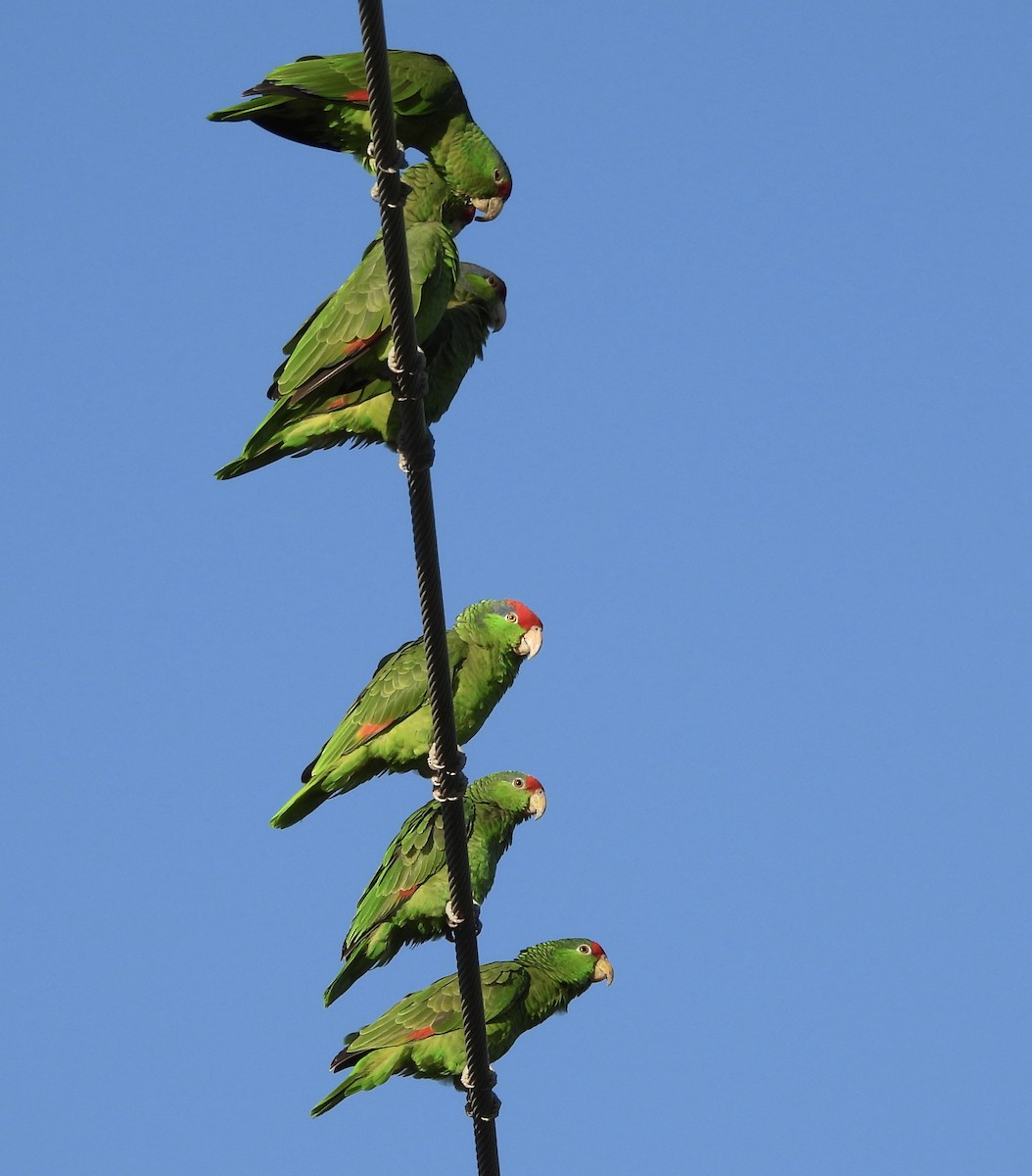 Red-crowned Amazon - ML645596888