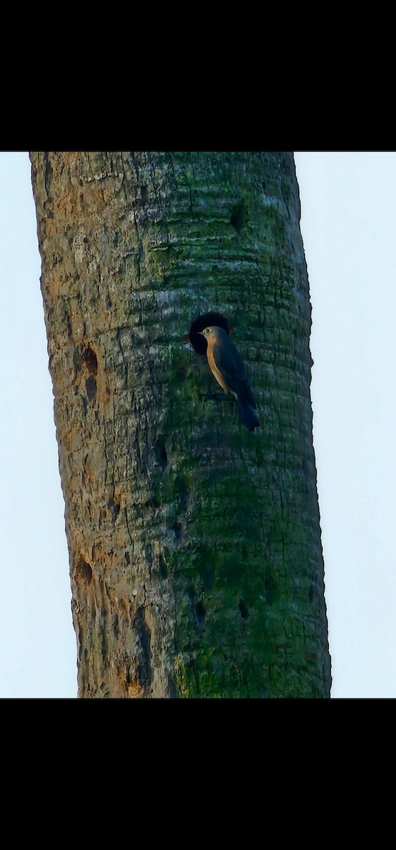 Eastern Bluebird - ML645596889