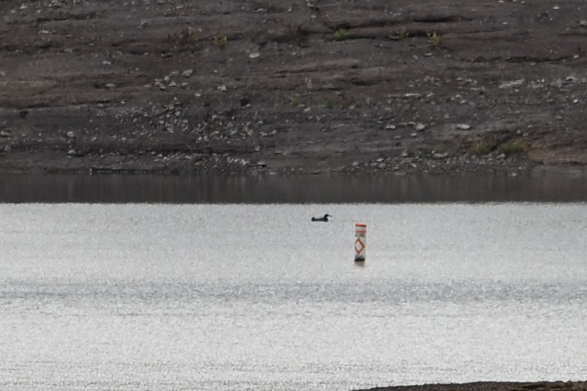 Common Loon - ML645596890