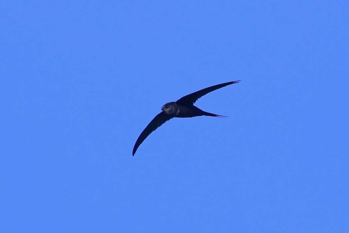 Malagasy Palm Swift (Madagascar) - ML645596893