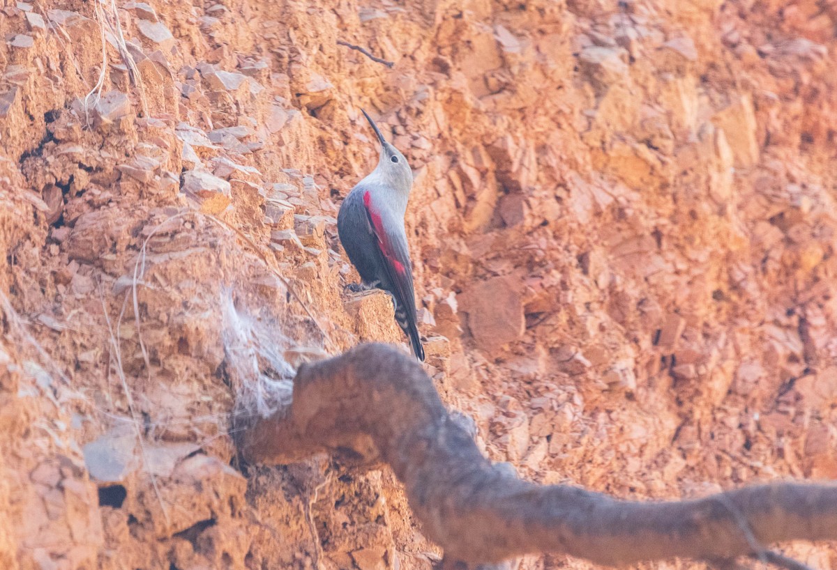 Wallcreeper - ML645596894