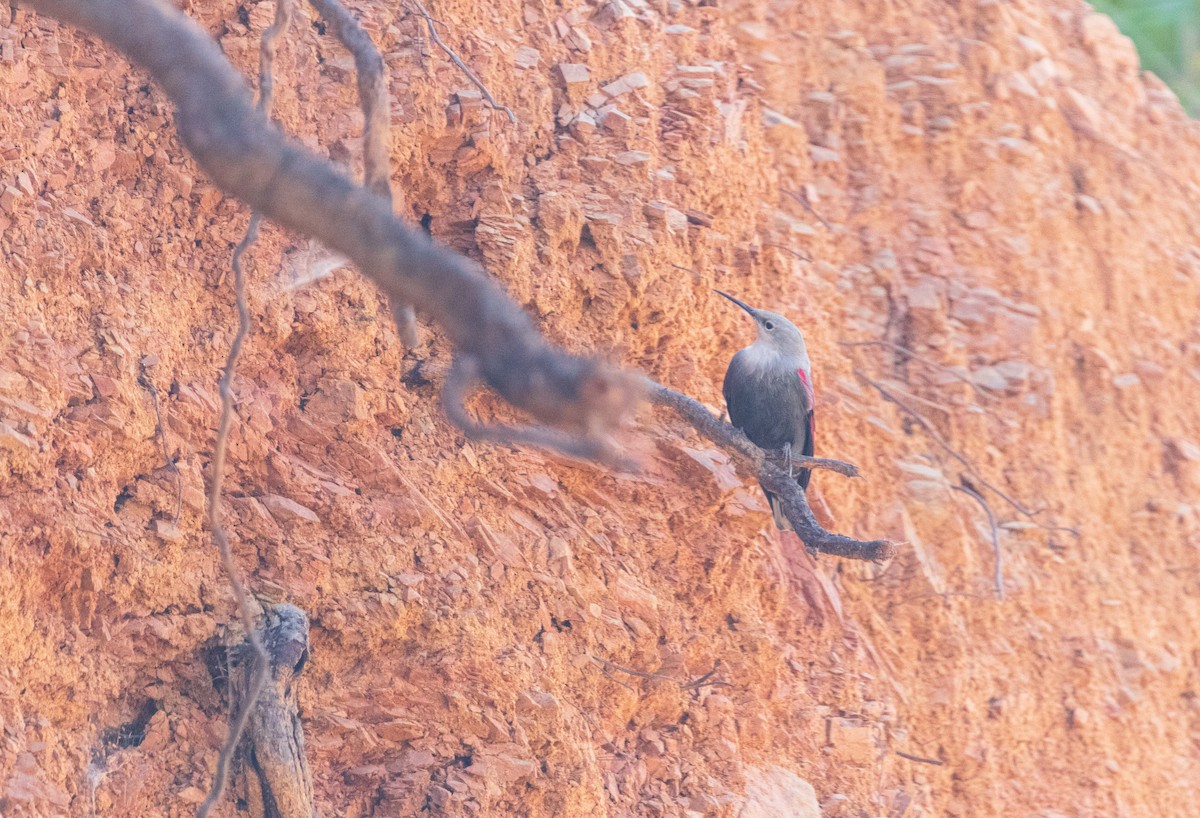 Wallcreeper - ML645596895