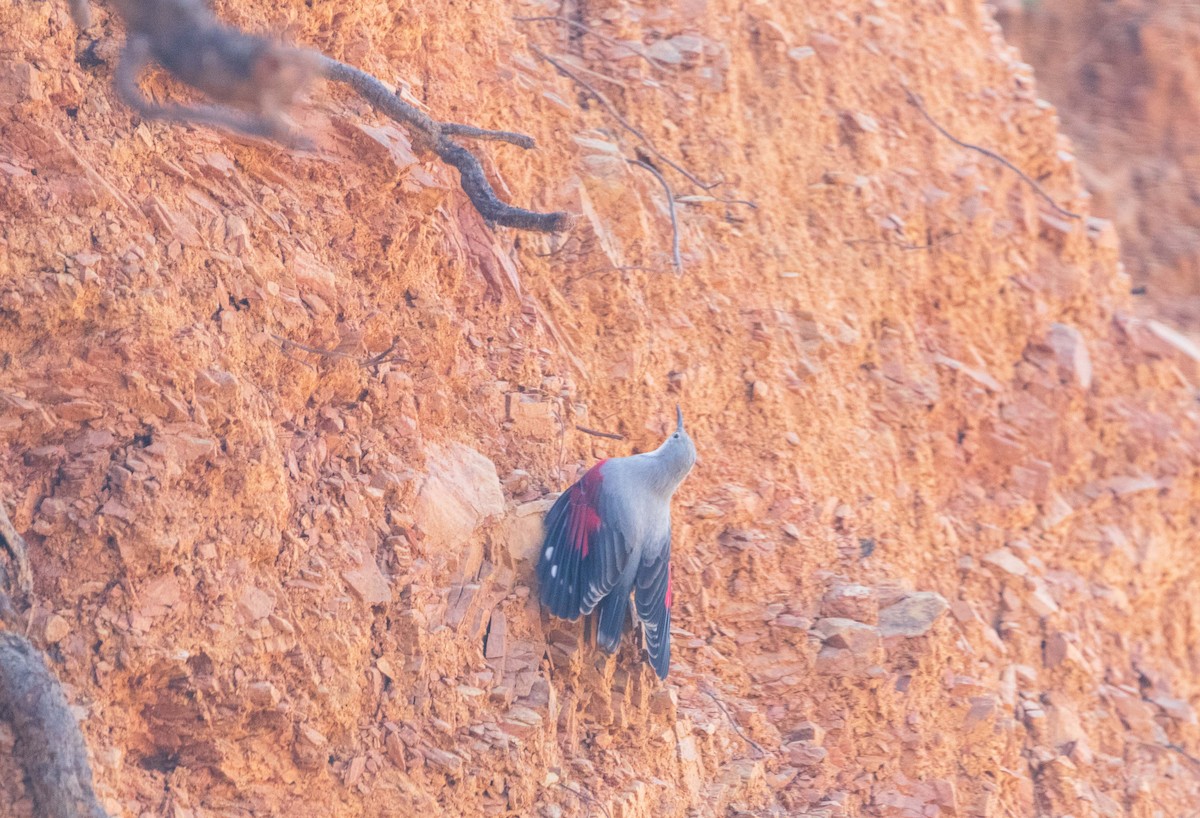 Wallcreeper - ML645596896