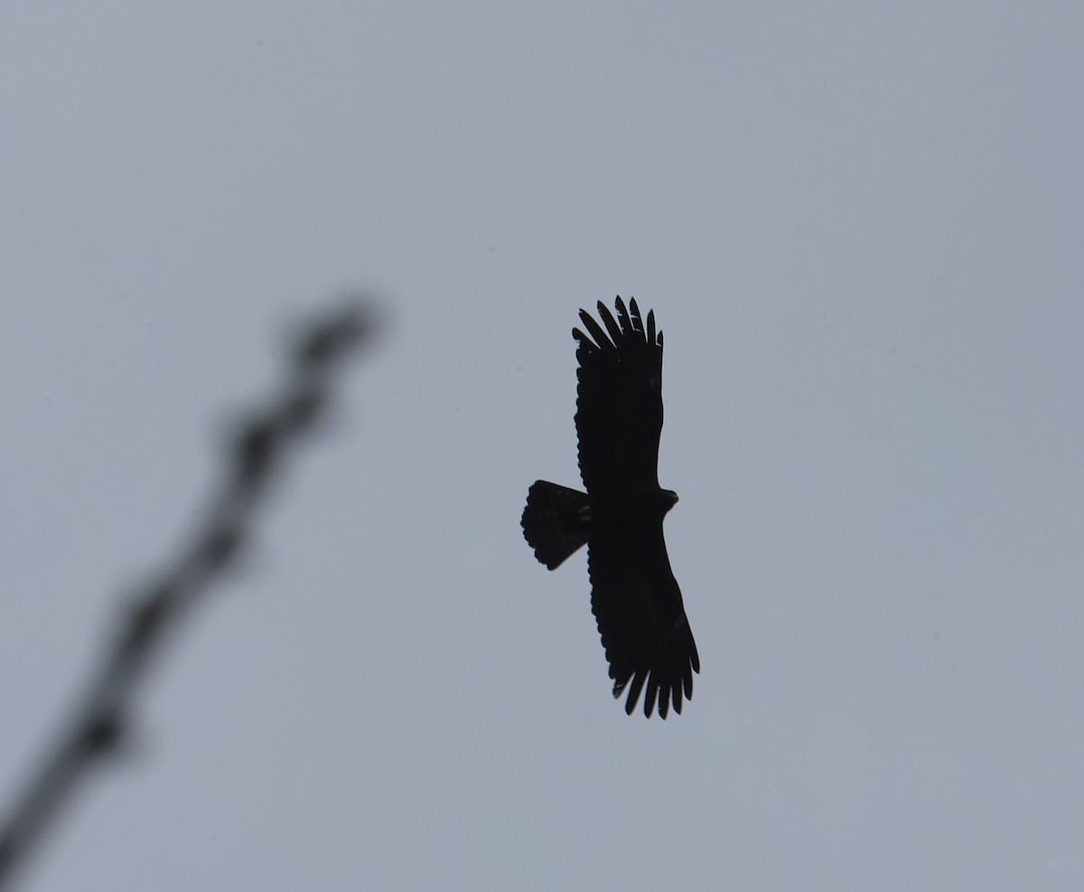 林鵰 - ML645596897