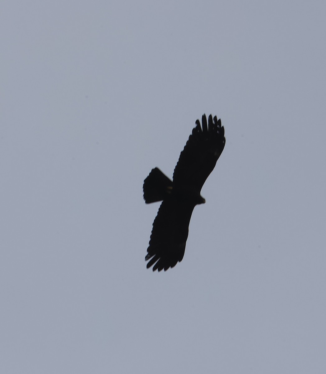 林鵰 - ML645596898